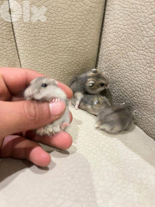 Russian hamster and guinea pigs 7
