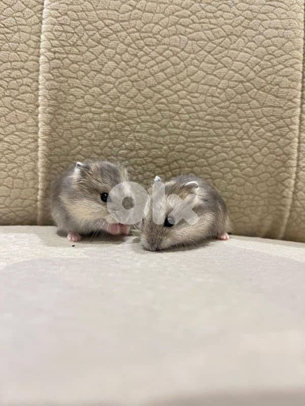 Russian hamster and guinea pigs 8