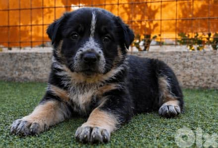 انثى جيرمن مالينوا شيبرد