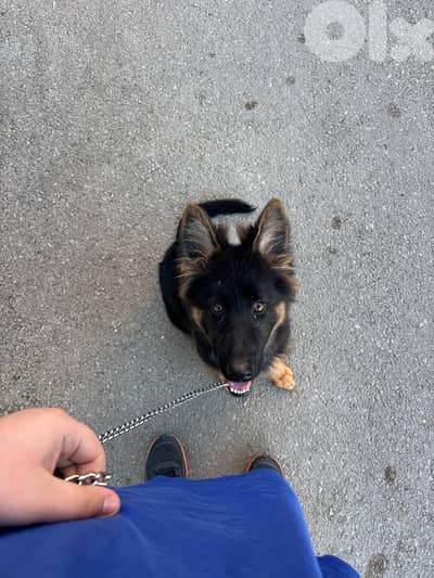 German shepherd for sale high quality