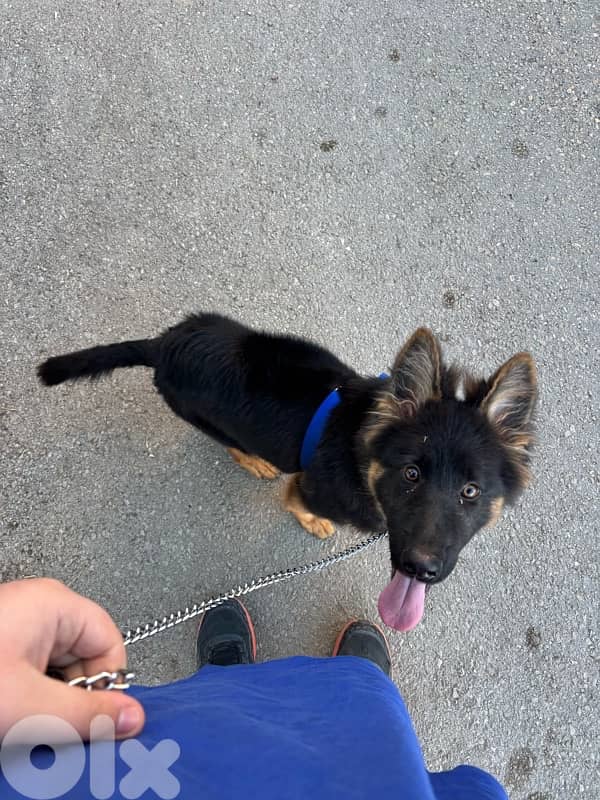 German shepherd for sale high quality 1