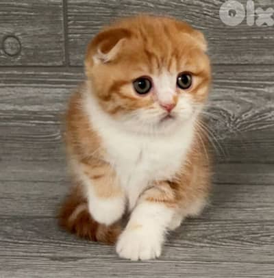Scottish fold