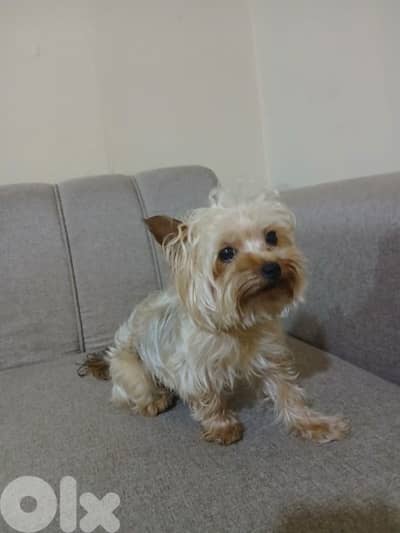 teacup Yorkie