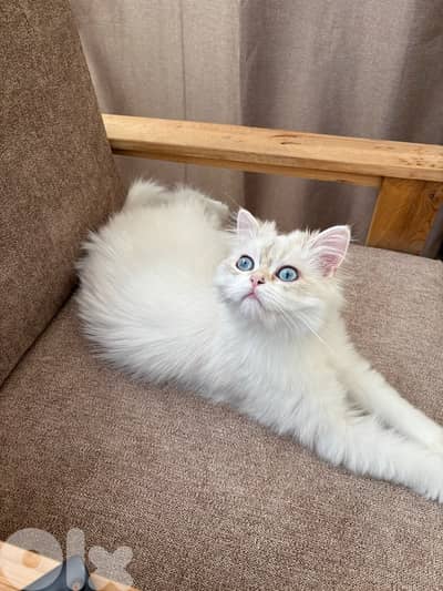 british long hair 8 month