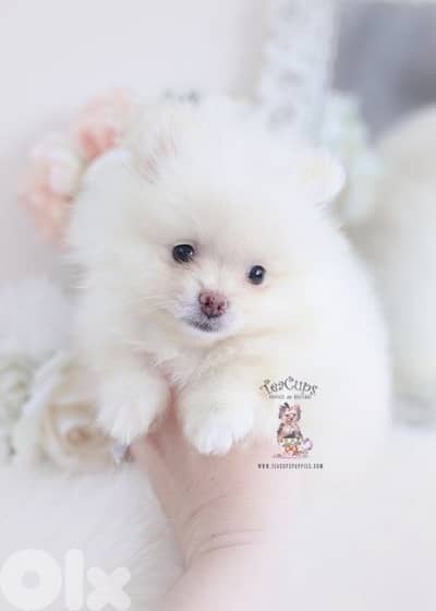 Small Pomeranian Spitz puppy