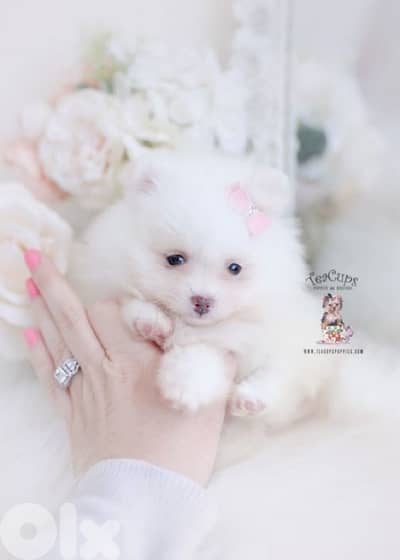 Mini Pomeranian Spitz puppy