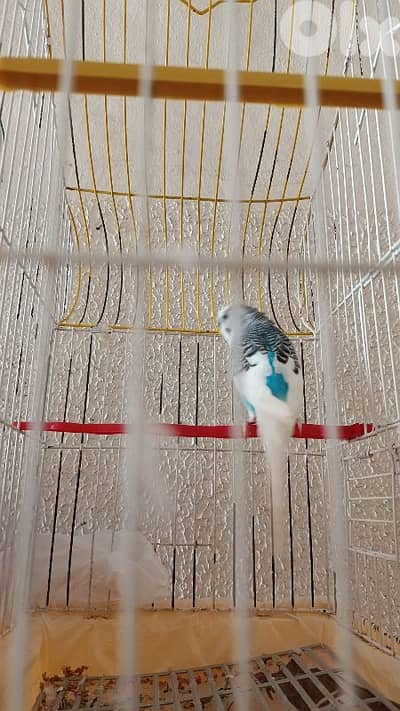 عصفير للبيع