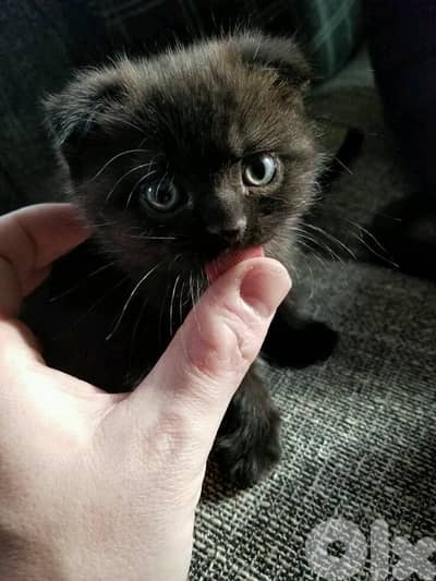 scottish fold black kitten