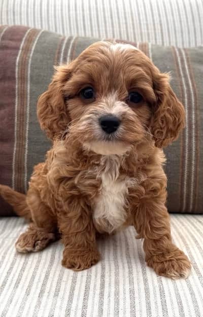 Cockapoo Puppy Imported brown