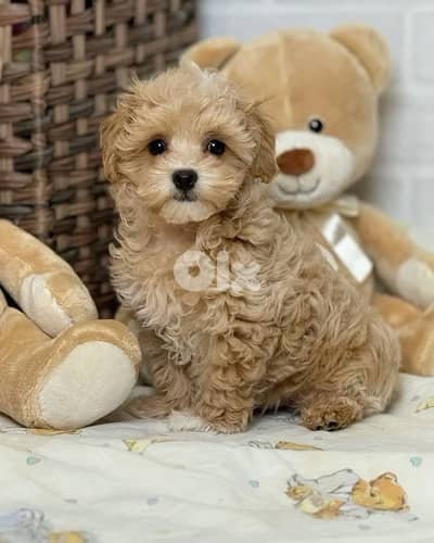 toy Maltipoo Imported Delivery