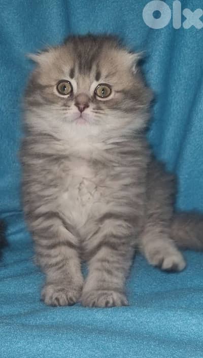 Scottish &brittsh short hair