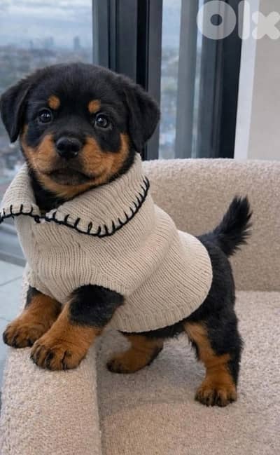 Rottweiler puppies available