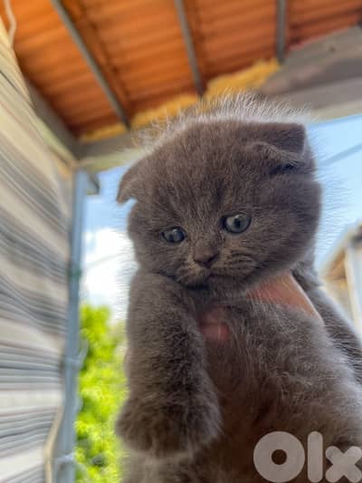 scottish and british cats