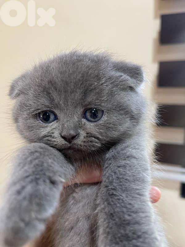 scottish and british cats 7