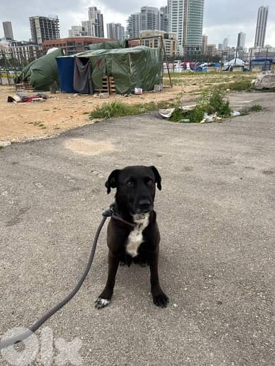 kalber super friendly moae le kel tarakouwa shabina