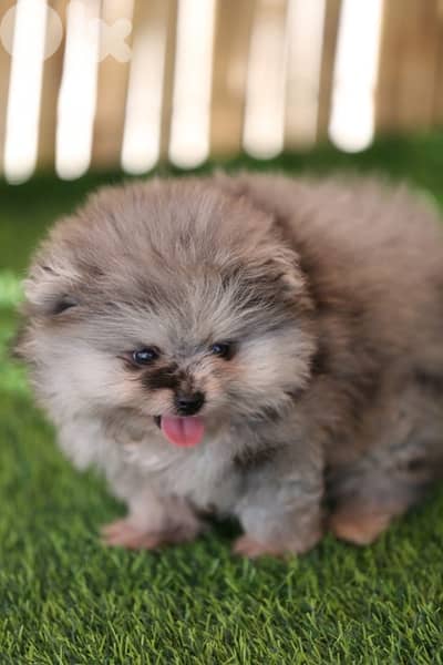 Pomeranian tea cup puppies rare colors