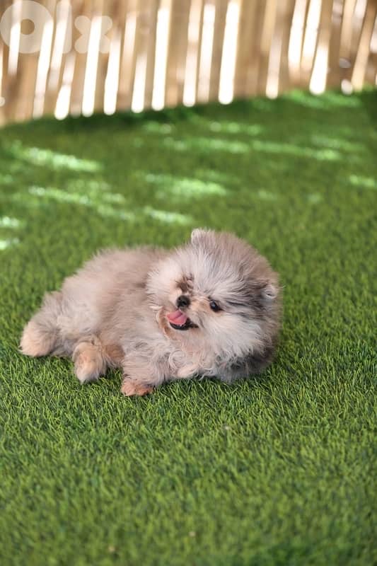 Pomeranian tea cup puppies rare colors 1