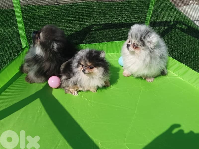 Pomeranian tea cup puppies rare colors 2