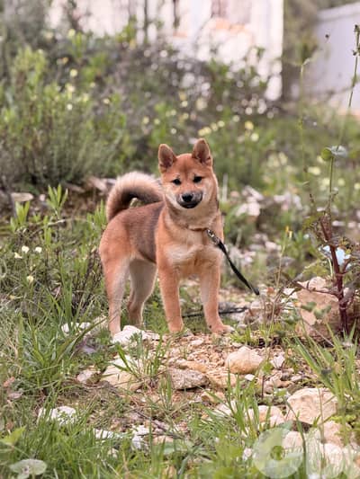 Shiba inu female 5 months