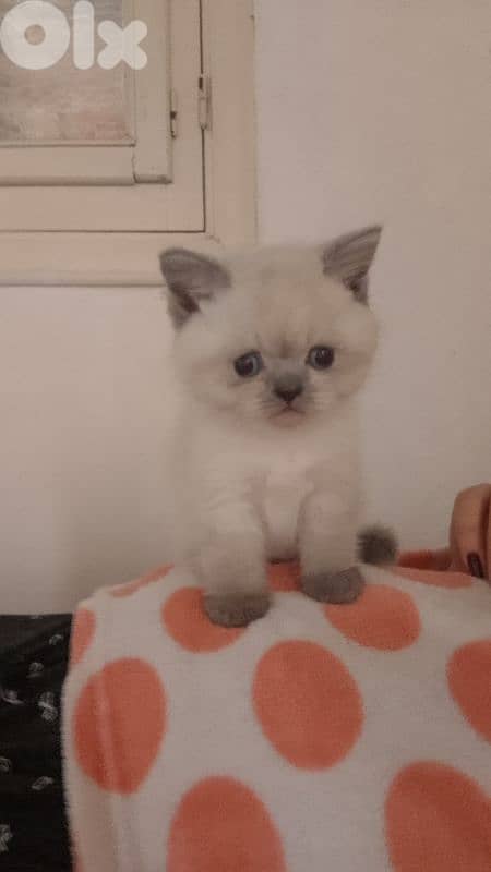 himalayan 1