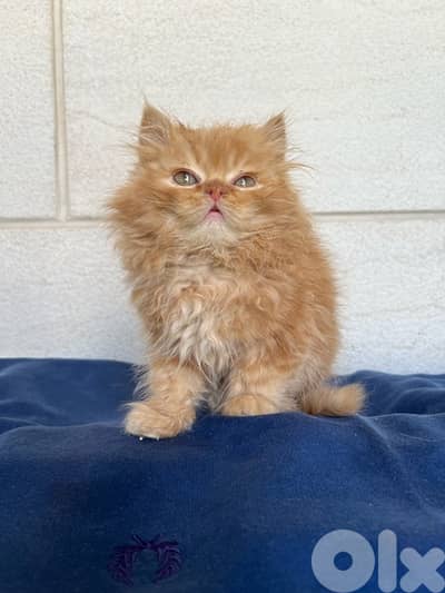 Luxury Persian Kitten