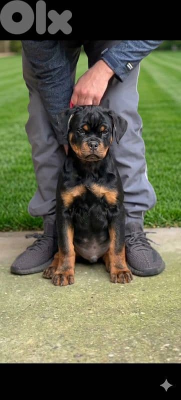 rottweiler Serbian blood