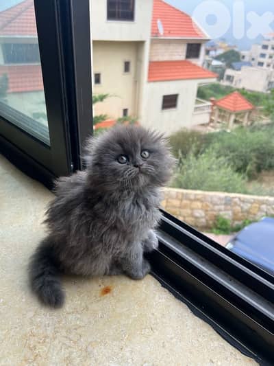 male and female Scottish fold highland