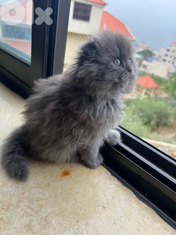 male and female Scottish fold highland 3