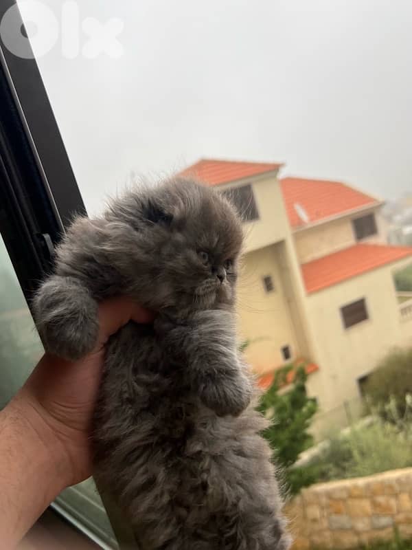 male and female Scottish fold highland 4