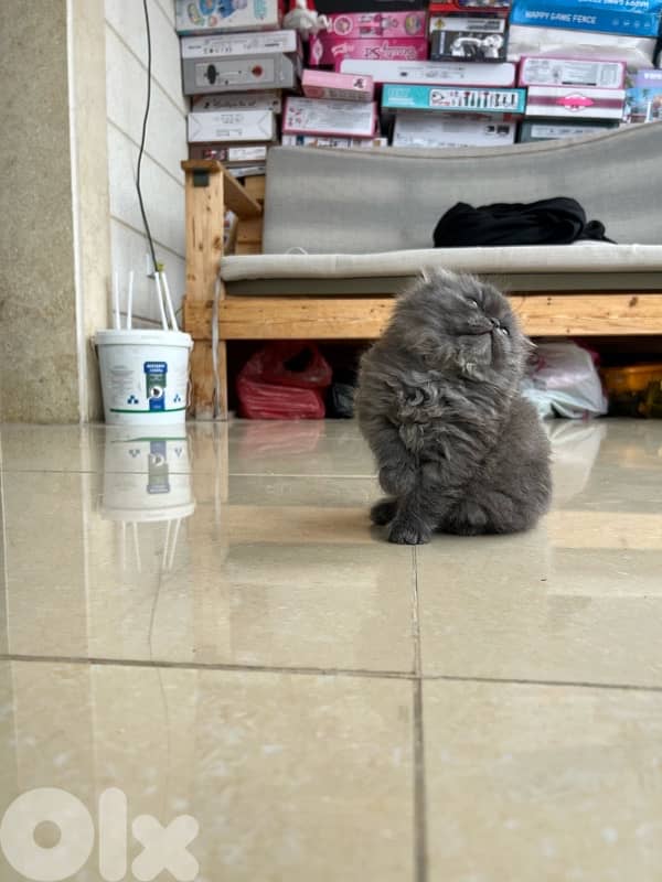 male and female Scottish fold highland 5