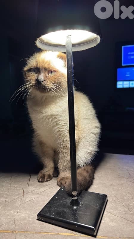 Scottish Fold 1
