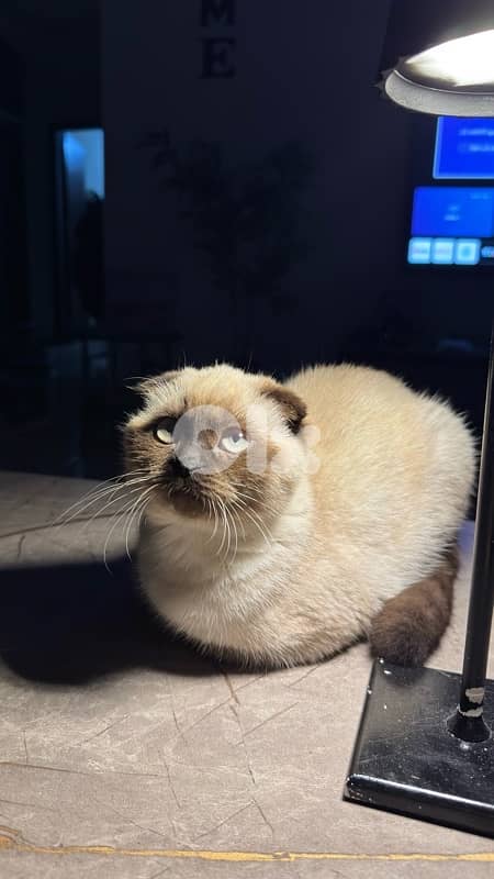 Scottish Fold 2
