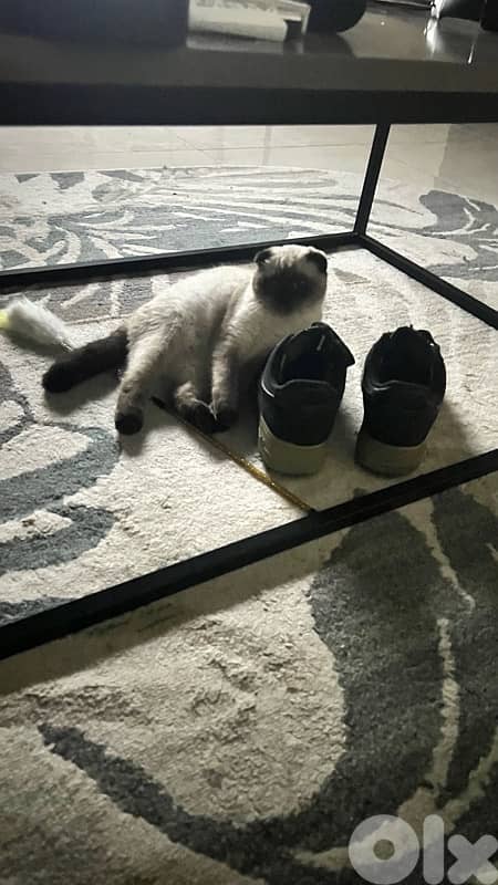 Scottish Fold 3