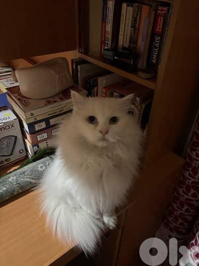 persian cat