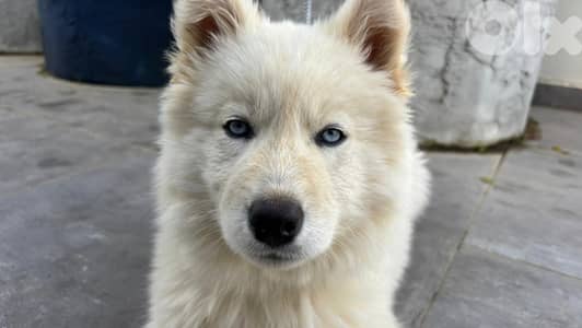 Beautiful pure Siberian Husky Female Puppy, vaccinated & ready