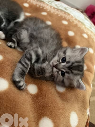 Persian mix