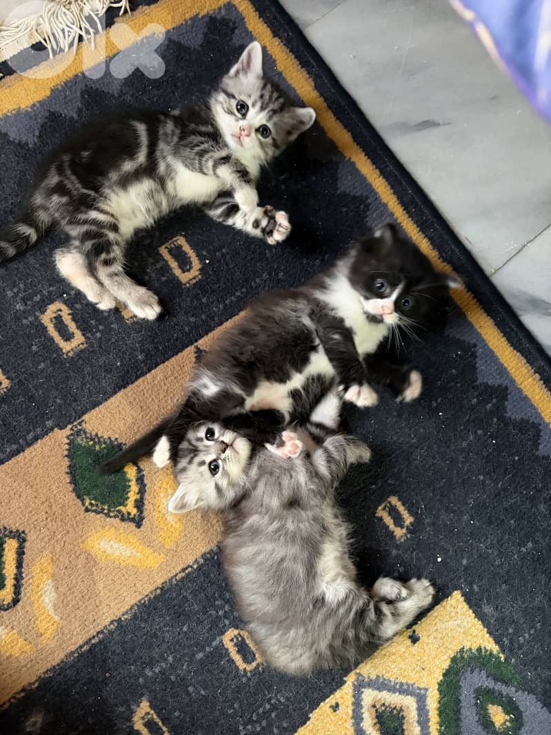 Persian mix 3