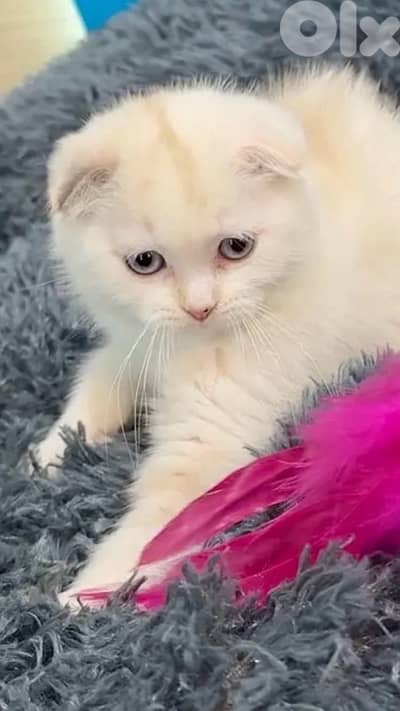 Unique Scottish Fold blue eyes kitten Available
