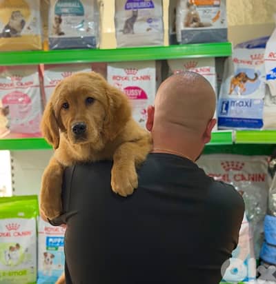 champion bloodline golden retriever puppy available