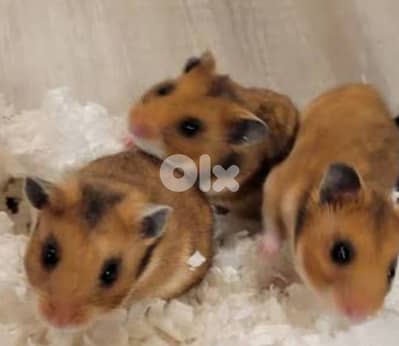 syrian hamster