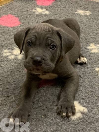Cane Corso Blue Puppies