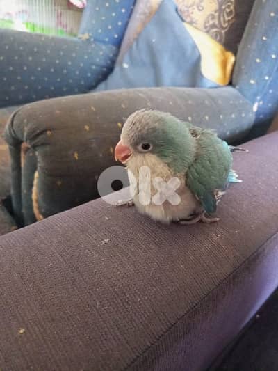baby cocktail & quaker