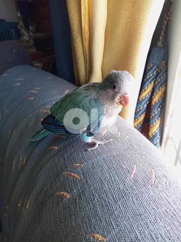 baby quaker 1