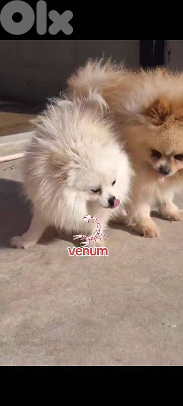 Pomeranian toy teacup size 2