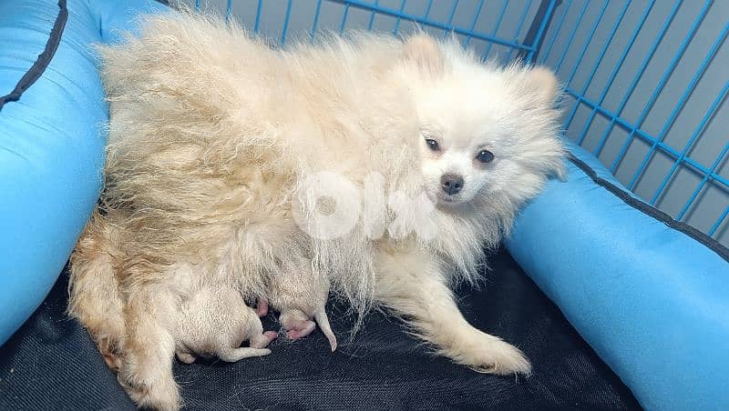 Pomeranian toy teacup size 5