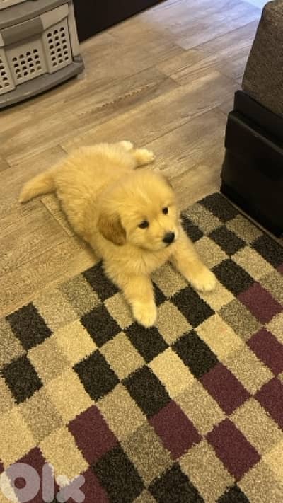 golden retreiver 2 months old potty trained and vaccinated