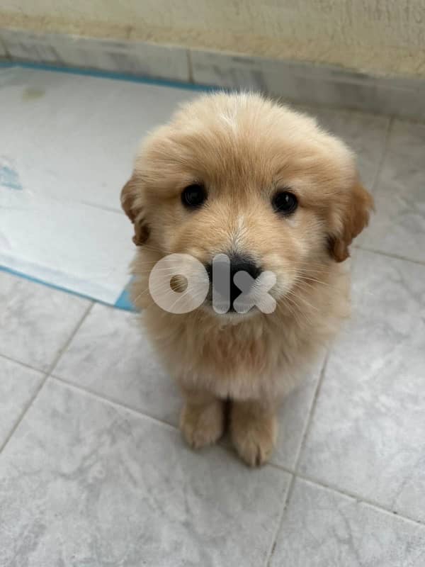 golden retreiver 2 months old potty trained and vaccinated 1