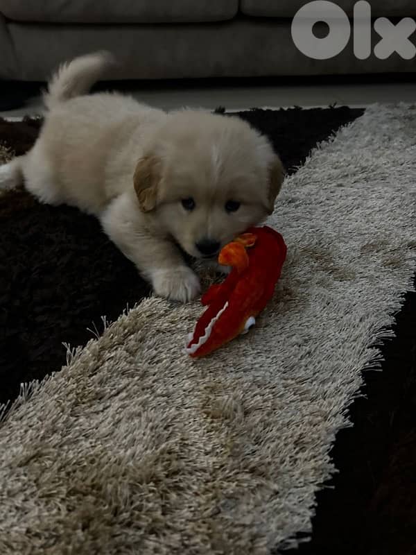 golden retreiver 2 months old potty trained and vaccinated 2