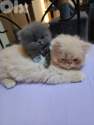 Persian Cat for Sale