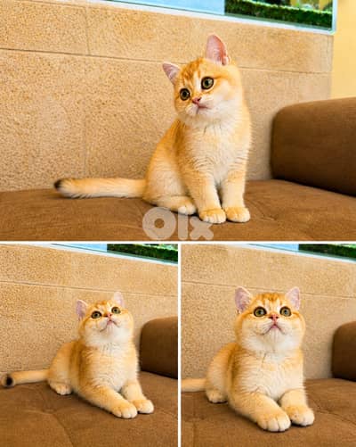 * Premium Golden Chinchilla Kittens – Imported Bloodline